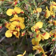 Dillwynia ramosissima (Bushy Parrot-pea) at Vincentia, NSW - 22 Jul 2023 by AnneG1