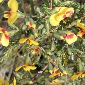 Dillwynia ramosissima at Vincentia, NSW - 22 Jul 2023