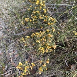 Dillwynia ramosissima at Vincentia, NSW - 22 Jul 2023