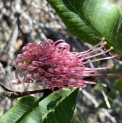 Grevillea macleayana (Jervis Bay Grevillea) at Jervis Bay National Park - 22 Jul 2023 by AnneG1