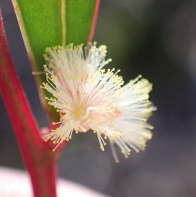 Acacia myrtifolia (Myrtle Wattle) at Vincentia, NSW - 22 Jul 2023 by AnneG1