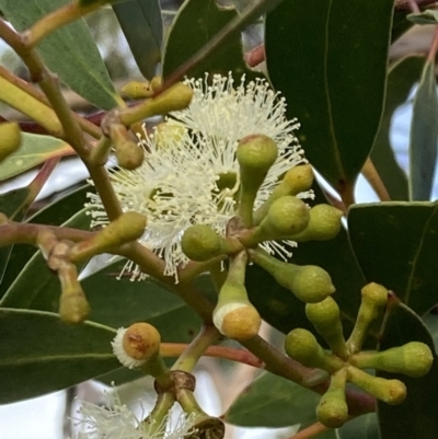 Eucalyptus obstans (Port Jackson Mallee) at Vincentia, NSW - 22 Jul 2023 by AnneG1