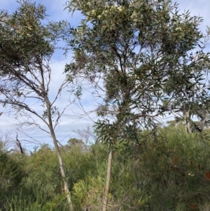 Eucalyptus obstans at Vincentia, NSW - 22 Jul 2023 10:52 AM