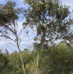 Eucalyptus obstans at Vincentia, NSW - 22 Jul 2023