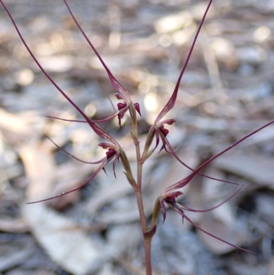 Acianthus caudatus (Mayfly Orchid) at Huskisson, NSW - 21 Jul 2023 by AnneG1