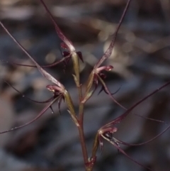 Acianthus caudatus at Huskisson, NSW - suppressed