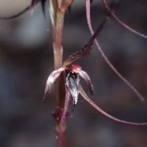 Acianthus caudatus at Huskisson, NSW - 21 Jul 2023