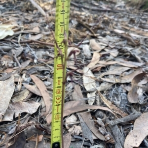 Acianthus caudatus at Huskisson, NSW - suppressed