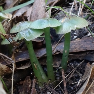 Hygrocybe sp. at Paddys River, ACT - 18 May 2022 12:47 PM