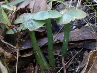 Hygrocybe sp. (Hygrocybe) at Paddys River, ACT - 18 May 2022 by RobG1