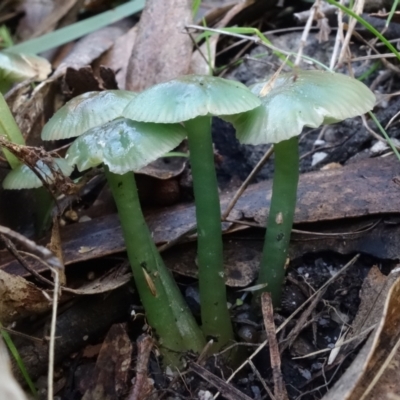 Hygrocybe sp. (Hygrocybe) at Paddys River, ACT - 18 May 2022 by RobG1