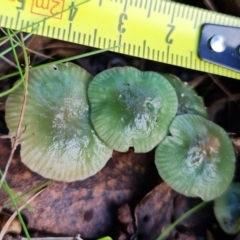 Hygrocybe sp. at Paddys River, ACT - 18 May 2022