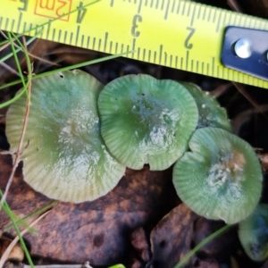 Hygrocybe sp. at Paddys River, ACT - 18 May 2022 12:47 PM