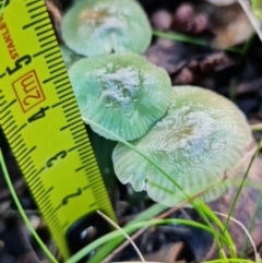 Hygrocybe sp. at Paddys River, ACT - 18 May 2022