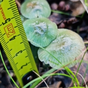 Hygrocybe sp. at Paddys River, ACT - 18 May 2022