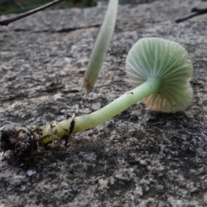 Hygrocybe sp. at Paddys River, ACT - 18 May 2022