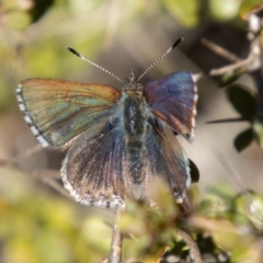 Paralucia spinifera (Bathurst or Purple Copper Butterfly) at Namadgi National Park - 25 Jul 2023 by SWishart