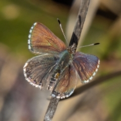 Paralucia spinifera (Bathurst or Purple Copper Butterfly) at Rendezvous Creek, ACT - 25 Jul 2023 by SWishart