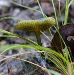 zz agaric (stem; gills not white/cream) at Tidbinbilla Nature Reserve - 26 Apr 2023 by RobG1