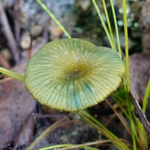 zz agaric (stem; gills not white/cream) at Tidbinbilla Nature Reserve - 26 Apr 2023