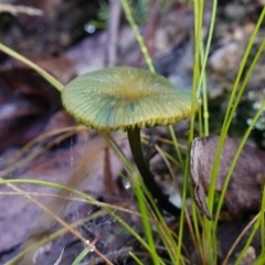 zz agaric (stem; gills not white/cream) at Tidbinbilla Nature Reserve - 26 Apr 2023