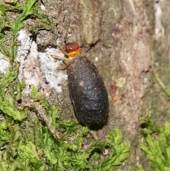 Cryptocephalinae (sub-family) (A case-bearing leaf beetle) at Tidbinbilla Nature Reserve - 26 Apr 2023 by RobG1