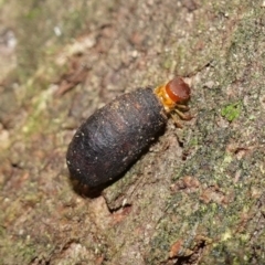 Cryptocephalinae (sub-family) at Paddys River, ACT - 26 Apr 2023