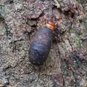 Cryptocephalinae (sub-family) at Paddys River, ACT - 26 Apr 2023