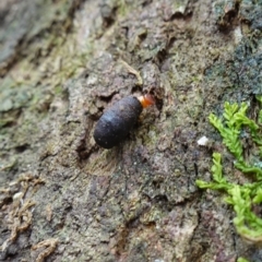 Cryptocephalinae (sub-family) at Paddys River, ACT - 26 Apr 2023 10:21 AM