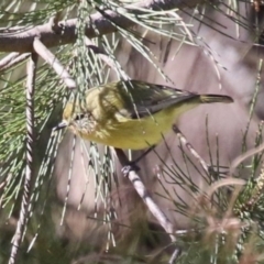 Acanthiza nana (Yellow Thornbill) at Gordon, ACT - 25 Jul 2023 by RodDeb