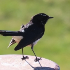 Rhipidura leucophrys (Willie Wagtail) at Gordon, ACT - 25 Jul 2023 by RodDeb