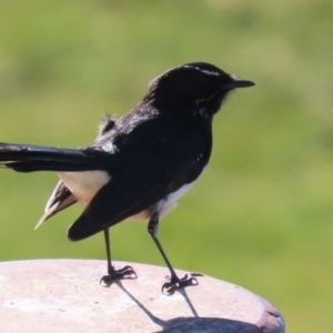 Rhipidura leucophrys at Gordon, ACT - 25 Jul 2023