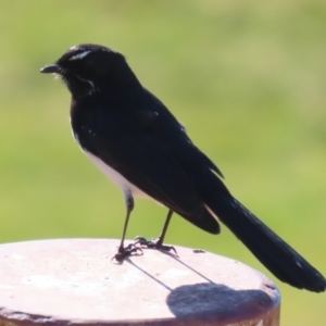 Rhipidura leucophrys at Gordon, ACT - 25 Jul 2023