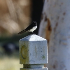 Rhipidura leucophrys at Gordon, ACT - 25 Jul 2023