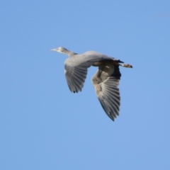 Egretta novaehollandiae (White-faced Heron) at Point Hut Pond - 25 Jul 2023 by RodDeb