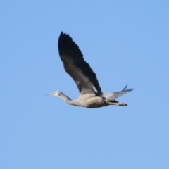 Egretta novaehollandiae at Gordon, ACT - 25 Jul 2023