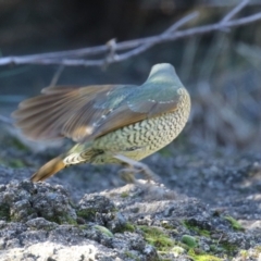 Ptilonorhynchus violaceus (Satin Bowerbird) at Point Hut Pond - 25 Jul 2023 by RodDeb