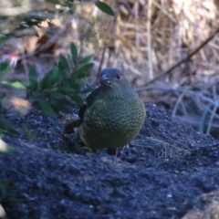 Ptilonorhynchus violaceus at Gordon, ACT - 25 Jul 2023