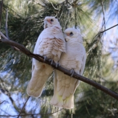 Cacatua sanguinea (Little Corella) at Point Hut Pond - 25 Jul 2023 by RodDeb