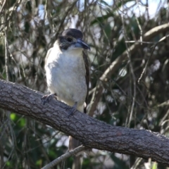 Cracticus torquatus (Grey Butcherbird) at Gordon, ACT - 25 Jul 2023 by RodDeb