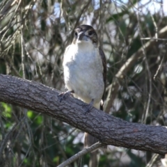 Cracticus torquatus at Gordon, ACT - 25 Jul 2023