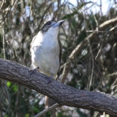 Cracticus torquatus at Gordon, ACT - 25 Jul 2023