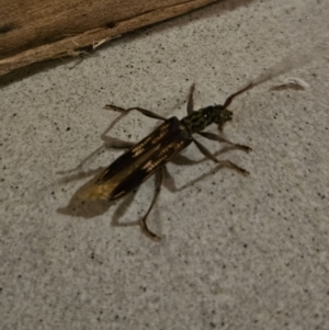 Phoracantha semipunctata at Braidwood, NSW - 25 Jul 2023 07:29 PM