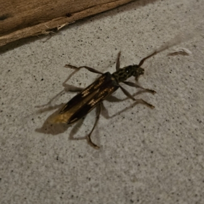 Phoracantha semipunctata (Common Eucalypt Longicorn) at Braidwood, NSW - 25 Jul 2023 by MatthewFrawley