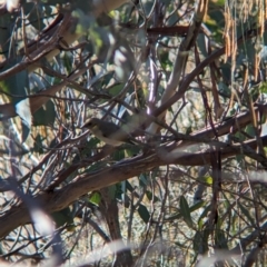 Ptilotula fusca (Fuscous Honeyeater) by Darcy