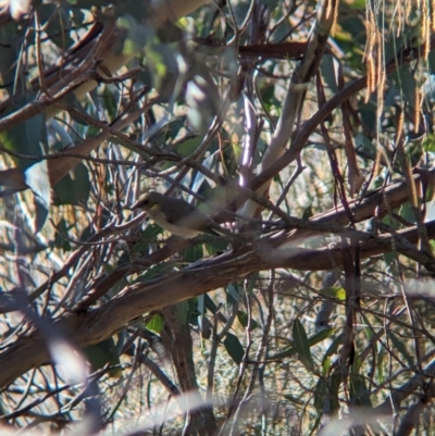 Ptilotula fusca (Fuscous Honeyeater) at Moorwatha, NSW - 25 Jul 2023 by Darcy