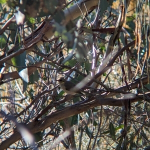 Ptilotula fusca at Moorwatha, NSW - 25 Jul 2023