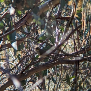 Ptilotula fusca at Moorwatha, NSW - suppressed
