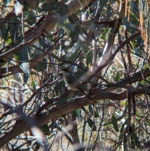 Ptilotula fusca at Moorwatha, NSW - suppressed