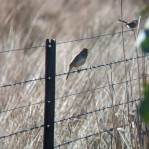 Cincloramphus mathewsi at Burrumbuttock, NSW - suppressed